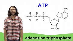 Metabolism and ATP