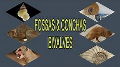 FOSSAS & CONCHAS BIVALVES