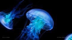 vivo X Flip Dynamic Wallpaper - The Jellyfish