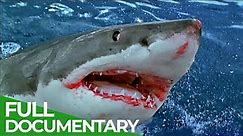 Sharks Attack - When Worst Fears Become Reality | Free Documentary Nature