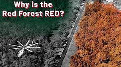 The forest that changed & died forever - Red Forest in Chernobyl Exclusion Zone | PART 1