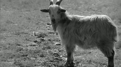 Horrific army video shows effects of chemical weapons on a goat