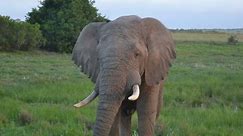The majestic African bush elephant is the largest animal on earth. From its wrinkled trunk to its massive tusks, every inch is a symbol of its strength and resilience in the wild. #elephant #elephantlover #elephantsoftiktok #giant #majesticcreature #majestic #georginamayjudd #wildlifewonder #naturephotography #safarilife #respectfornature #wildlifeoftiktok