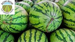 How Are Seedless Watermelons Grown?