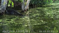 Saltwater crocodiles grabbing feral pig 8K