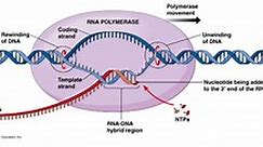 DNA Transcription: Steps and Mechanism • Microbe Online
