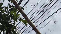 Video captures net of spiders in Bali