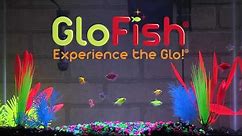 Tetra GloFish® 20-Gallon Aquarium Kit Setup