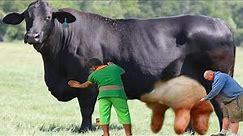 Top 5 Largest Cows in the world || Most Expensive Cows Breed in World || Biggest Bulls In World