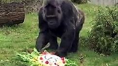 Meet Fatou- the oldest known living gorilla. - Last year Fatu celebrated his 61st birthday