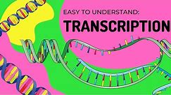 Protein Synthesis | Transcription