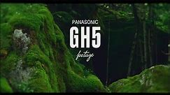 Panasonic LUMIX GH5 footage 2024 (forest) 4K