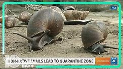 Giant African land snails found in South Florida, prompting quarantine for some areas