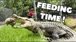 Giant Saltwater Crocodile FEEDING‼️