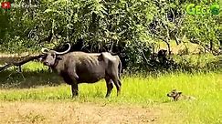 30 Moments An Angry Mother Buffalo Uses Sharp Horns To Kill Leopard To Save Her Baby   Animal Fight