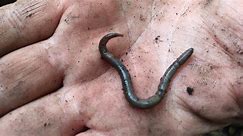 Invasive worms found in at least 34 states