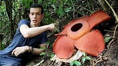 The biggest flower in the world — botanist gets up close with Rafflesia!