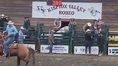 Cow Somersaults At Steer Wrestling Rodeo