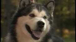 Alaskan Malamute - AKC Dog Breed Series