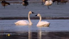 Nature: Swans in New York