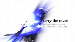 Terry the Talking Raven