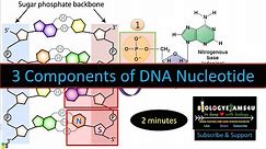 What is DNA structure? What are the 3 components of DNA nucleotide?