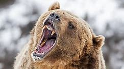 The 10 Largest Bears in the World in 2024
