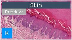 Skin: types of tissues and cells (preview) - Human Histology | Kenhub