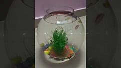 fish bowl setup for glofish