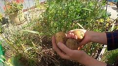Kiedy zbierać ZIEMNIAKI? Uprawa ziemniaków w ogródku i na balkonie. 🥔🥔🥔