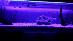 Iluminação Led RGB em aquário comunitário de 500 L