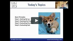 4 Easy Steps to Evaluating Puppy Structure by Dr. Chris Zink of Canine Sports Productions