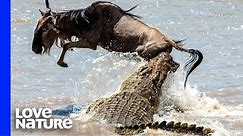 Top Crocodile Hunting Moments