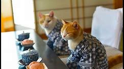 Compilation of funny cats eating sushi: Try to not envy them!