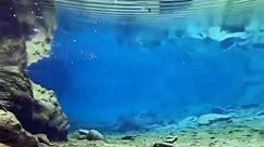 Iphone 14 Pro Underwater #shorts #apple #iphone - video Dailymotion
