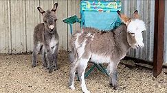 Baby Donkeys Meet For the First Time
