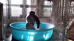 Zola the gorilla at the Dallas Zoo