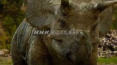 NHK VIDEO BANK - Tyrannosaurus vs Triceratops