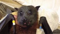 Watching this bat eat a banana makes me wonder why I was ever afraid