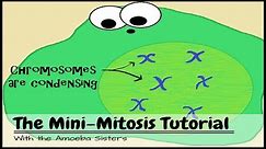(OLD VIDEO) The Mini Mitosis Tutorial
