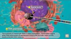 mRNA - Protein Synthesis - animated
