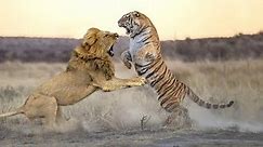 Lion VS Tiger - Who will win in a fight