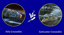 Nile Crocodile vs Saltwater Crocodile: What Are the Differences?