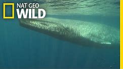 Blue Whales 101 | Nat Geo Wild