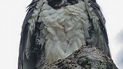 The Harpy Eagle: The Ultimate Forest Guardian #wildlife