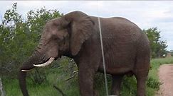 Angry African bull elephant in musth