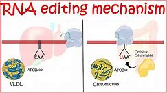 RNA editing overview