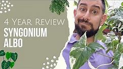 Syngonium Albo Review | 4 Years owning the Variegated Syngonium Podophyllum | Care and Tips