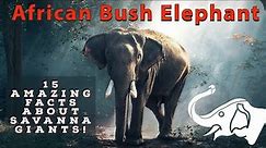 "African Bush Elephant: 15 Interesting Facts About the African Bush Elephant"