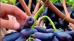 Amazing Grapes Cultivation #grapeharvest #agriculture #grapegrowing